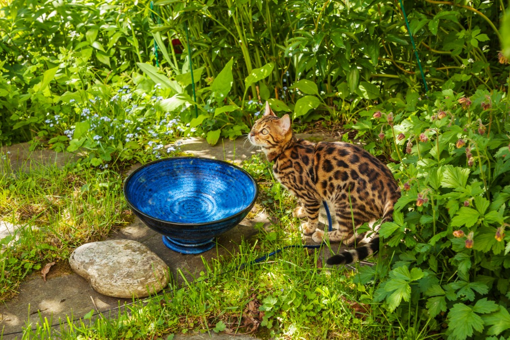 Should I let my Bengal roam outdoors